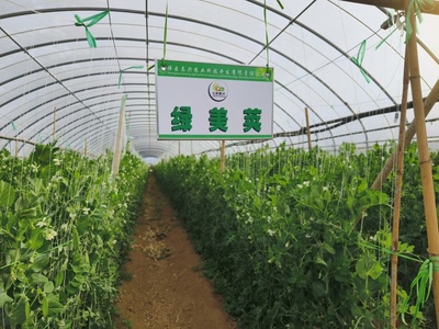 科技特派團(tuán)精準(zhǔn)服務(wù)，激發(fā)祥云蔬菜產(chǎn)業(yè)新動(dòng)能